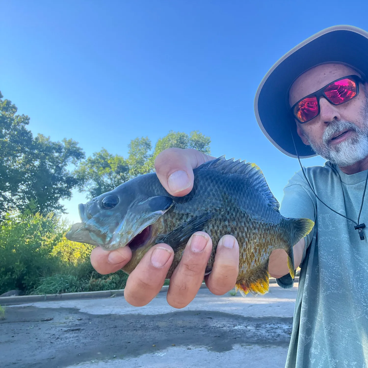 The most recent Greengill hybrid catches on Fishbrain