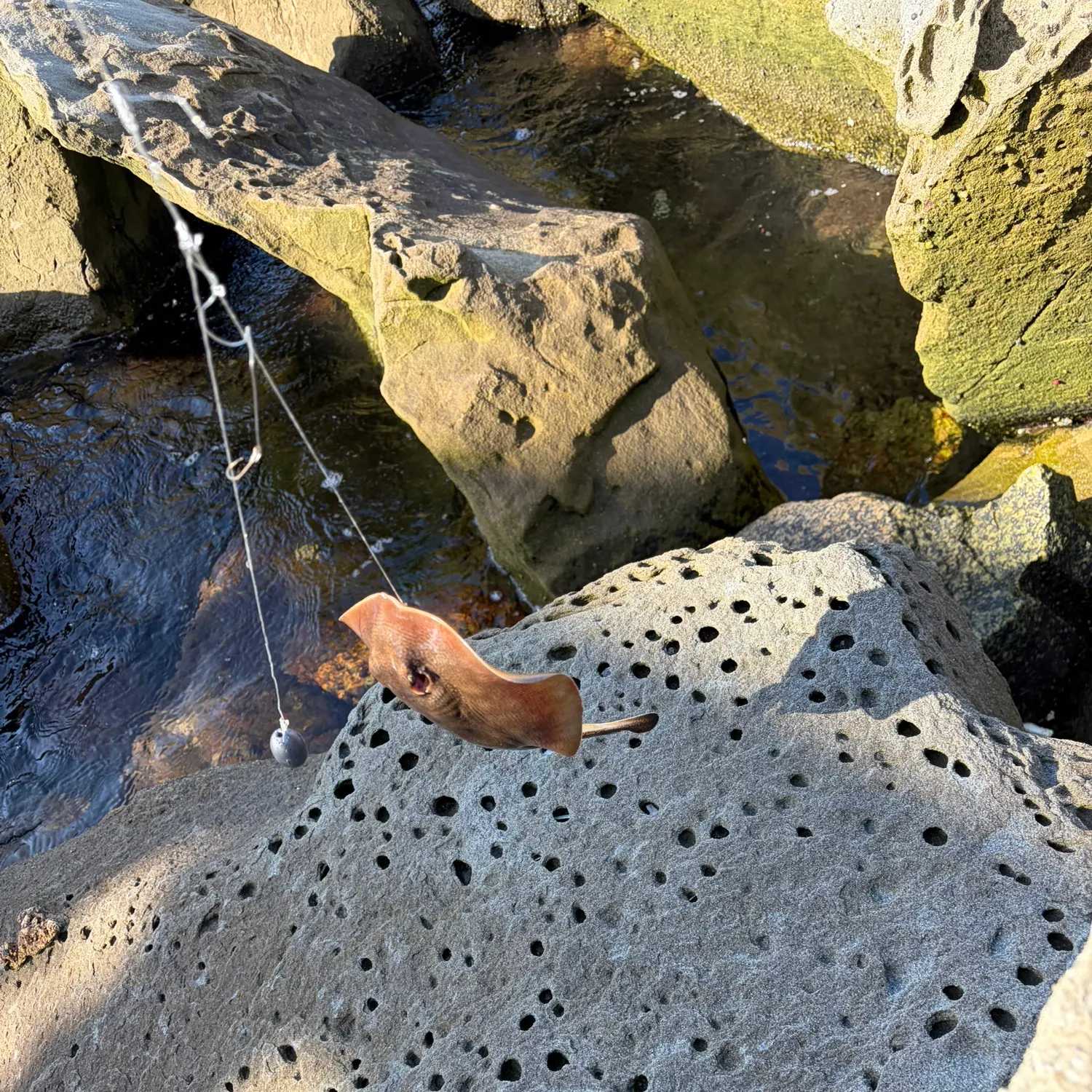 Haller's round ray caught on Fishbrain