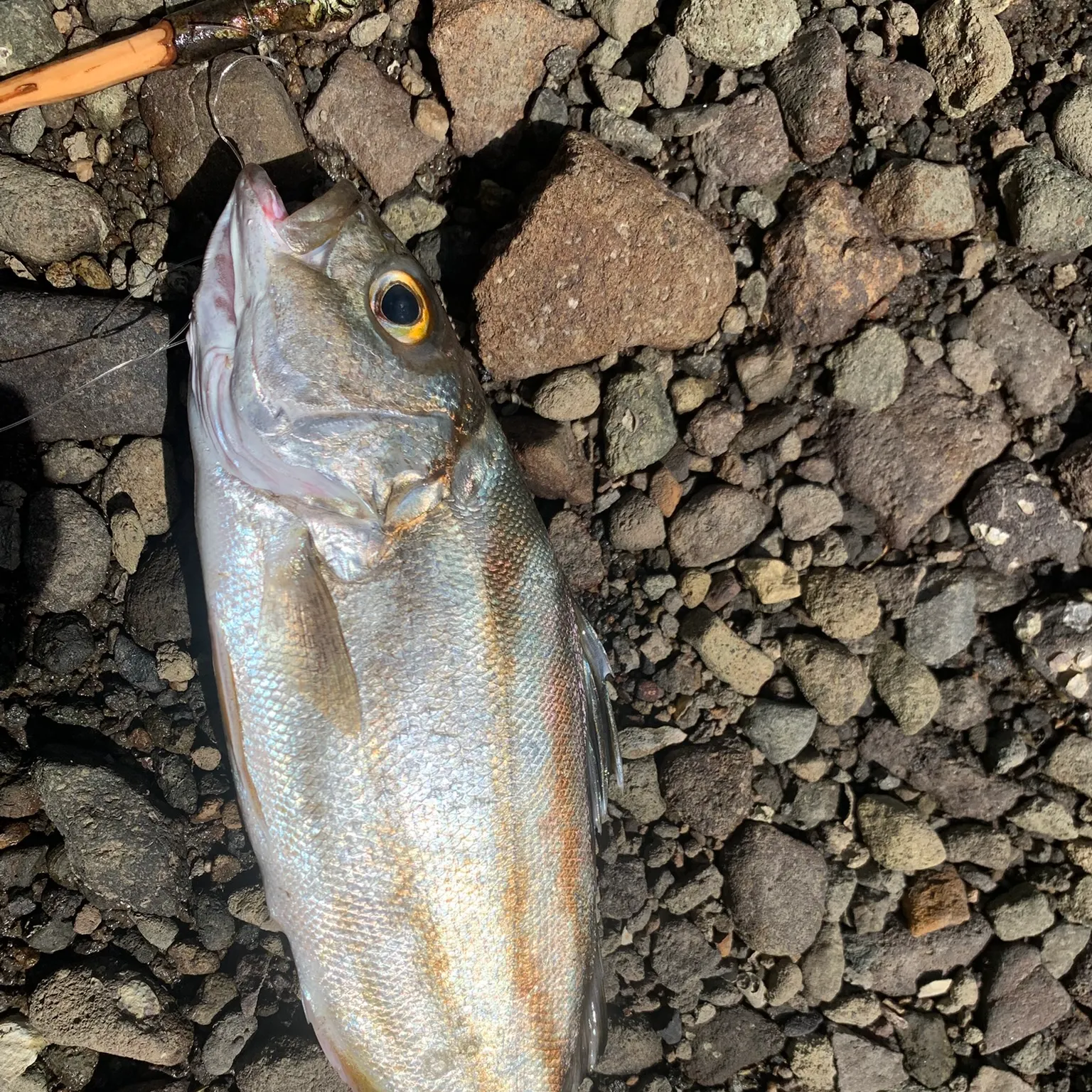 The most recent Jarbua terapon catches on Fishbrain