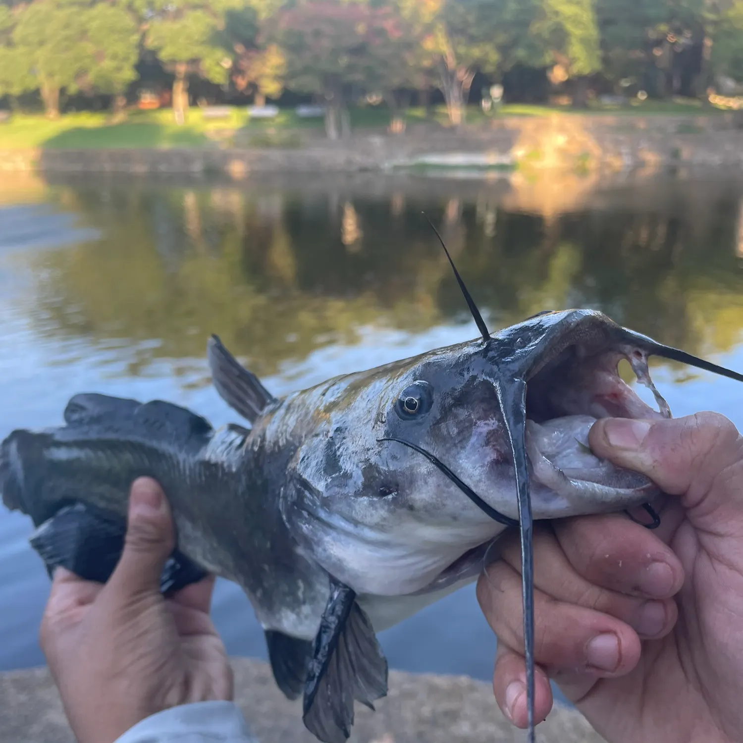 Black bullhead caught on Fishbrain