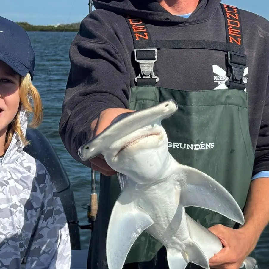 Bonnethead shark caught on Fishbrain