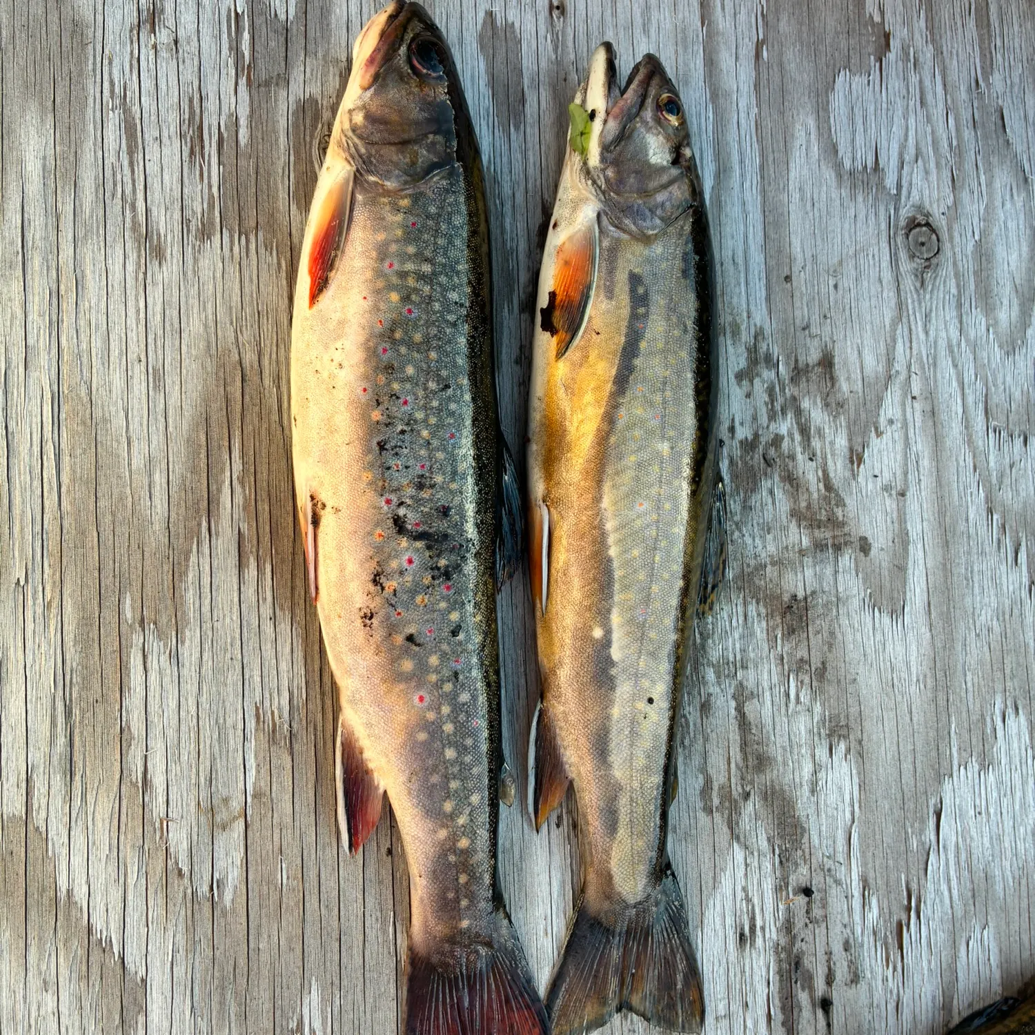 recently logged catches