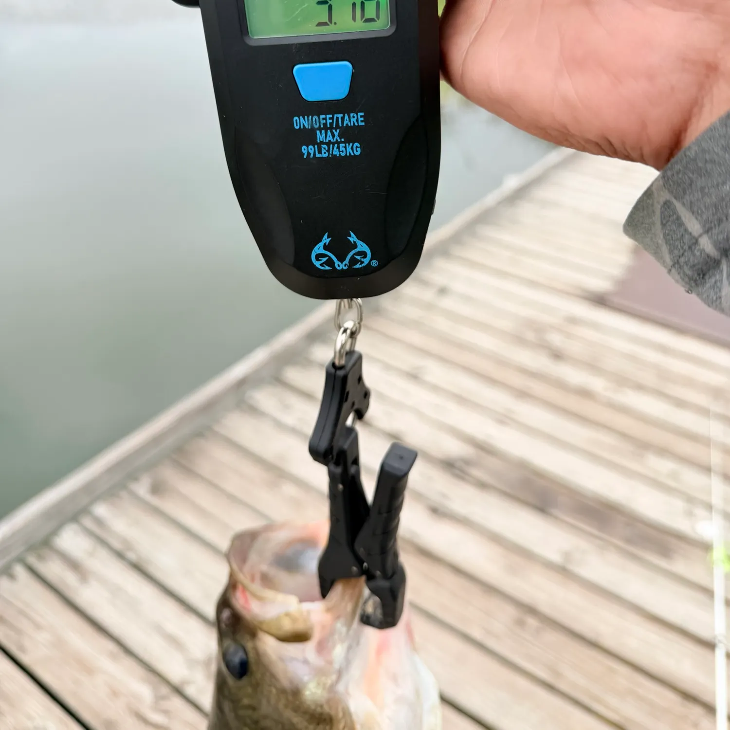 Fish caught on Fishbrain