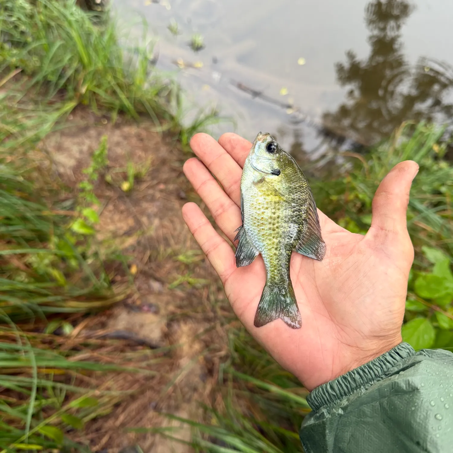 Bluegill caught on Fishbrain