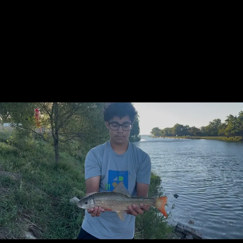 Shorthead redhorse caught on Fishbrain