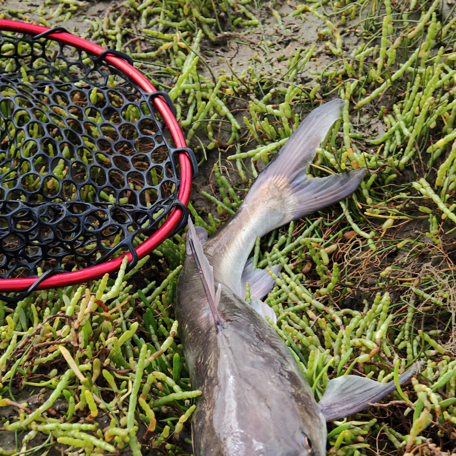 The most recent Hardhead sea catfish catches on Fishbrain