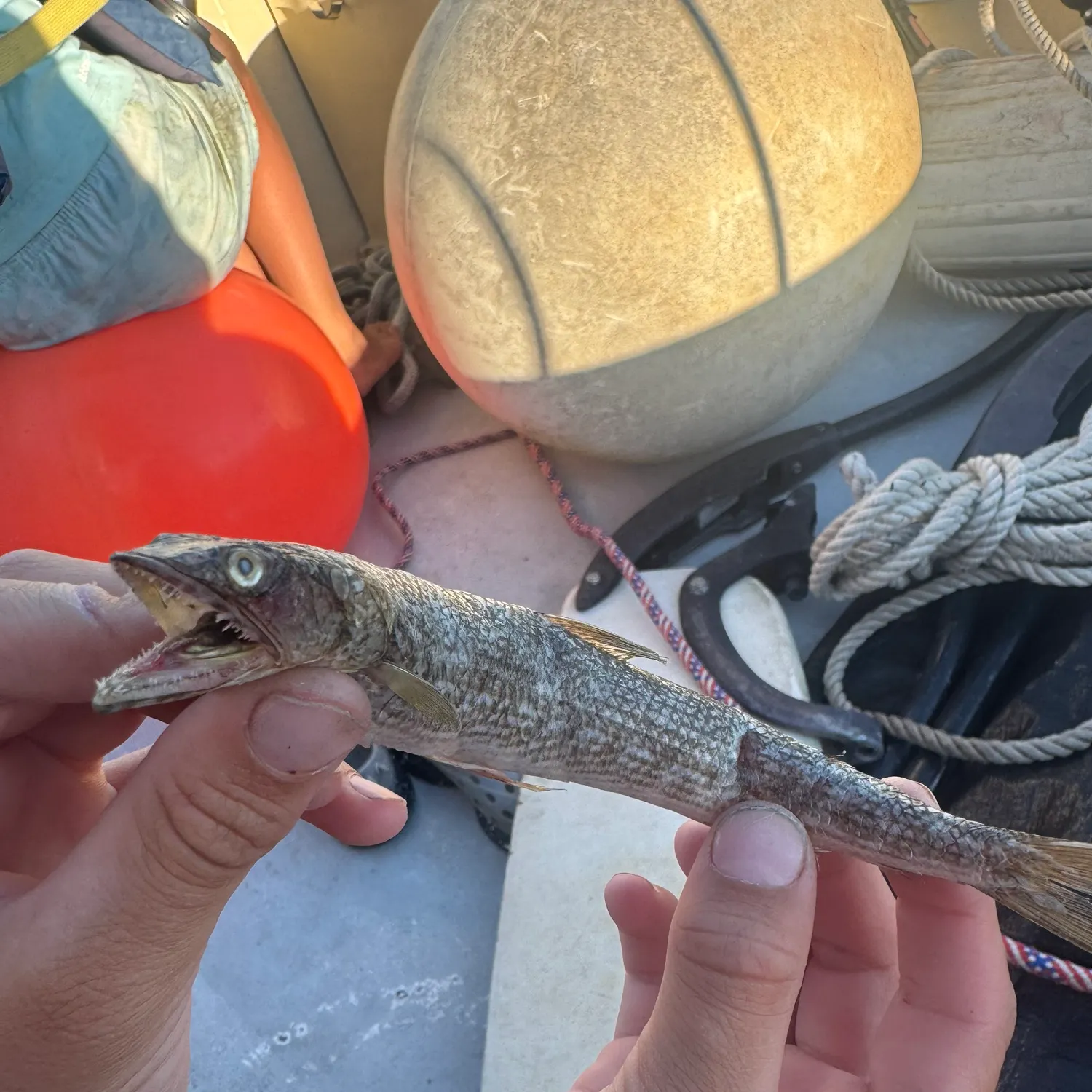 Inshore lizardfish caught on Fishbrain