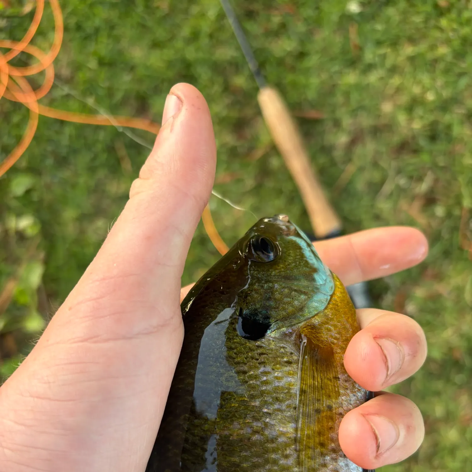Fish caught on Fishbrain