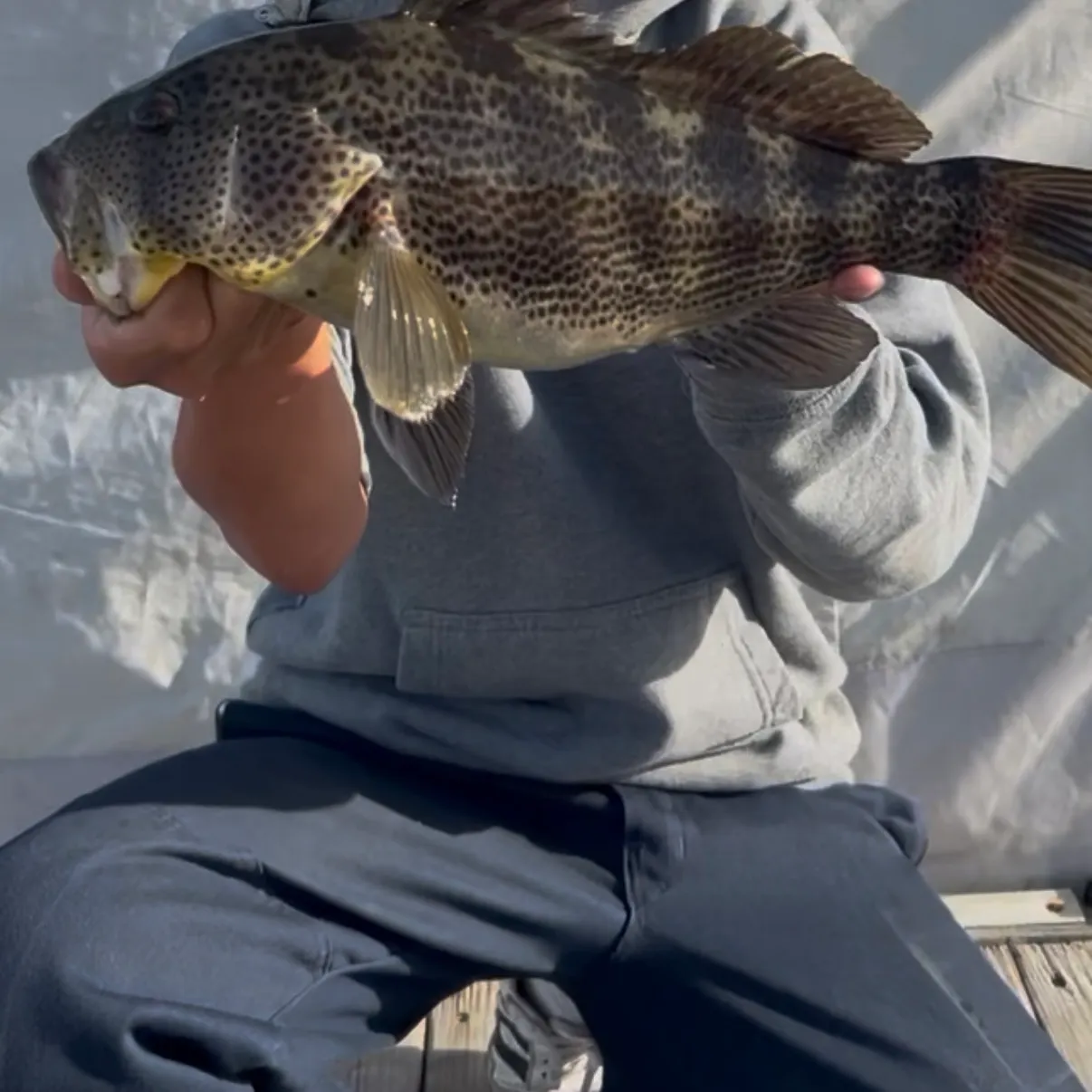The most recent Spotted sand bass catches on Fishbrain