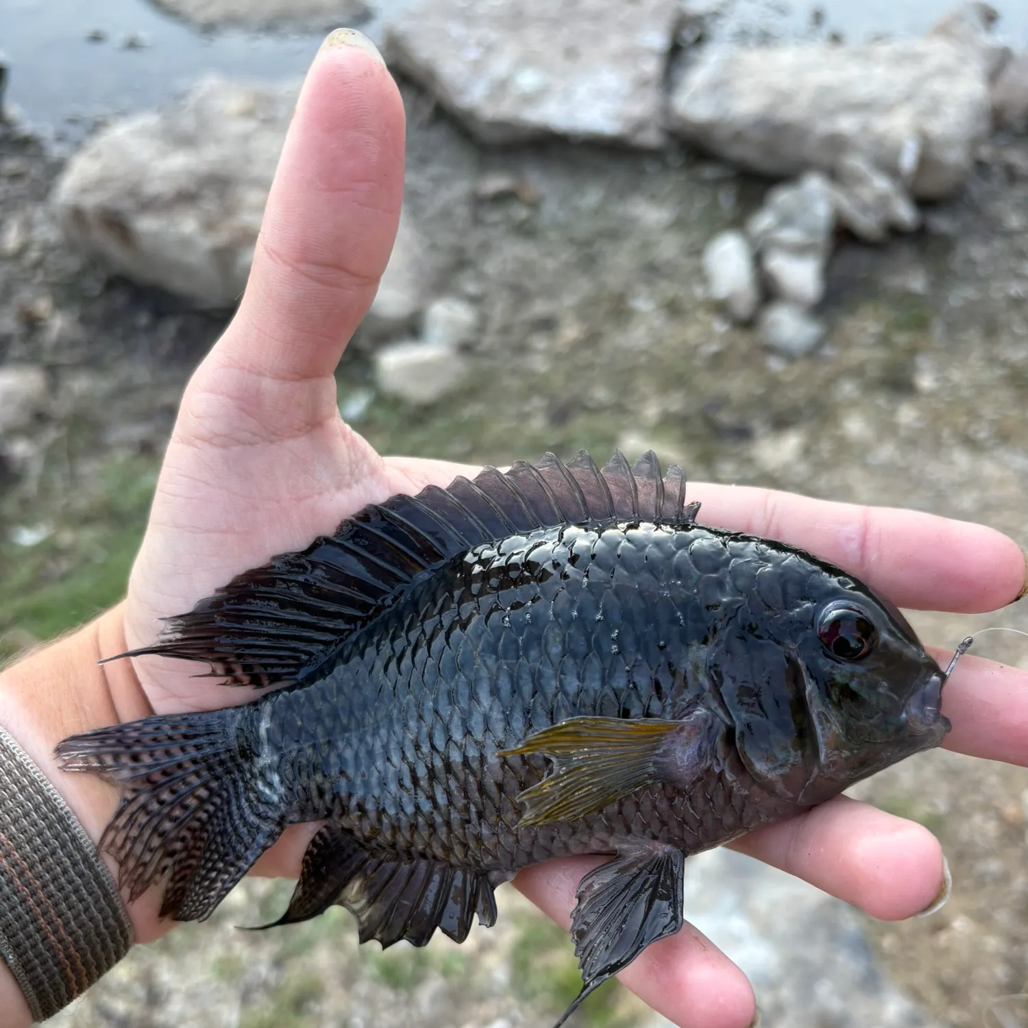 The most recent Black acara catches on Fishbrain