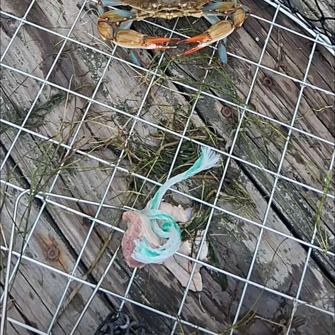 Fish caught on Fishbrain