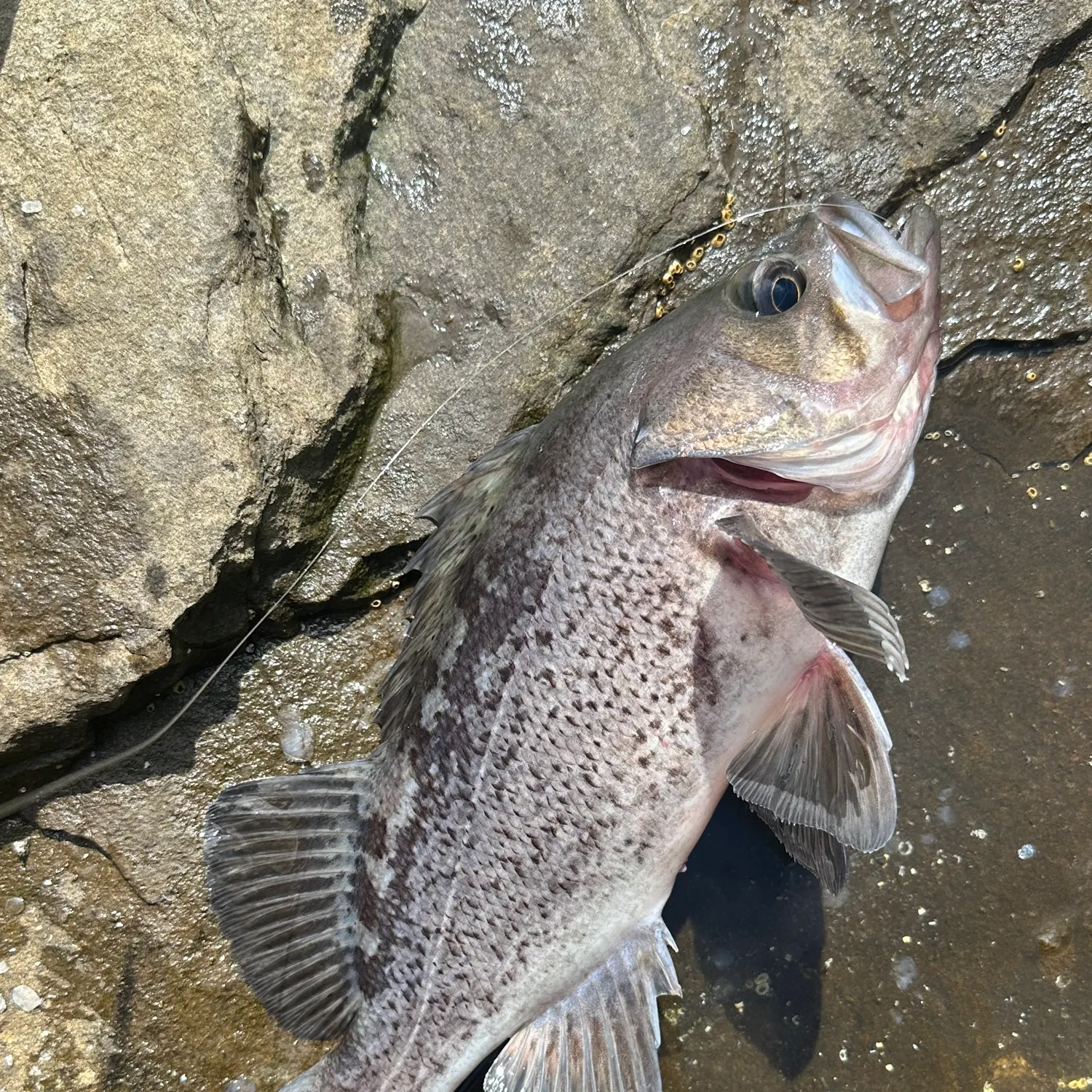 The most recent Deacon rockfish catches on Fishbrain