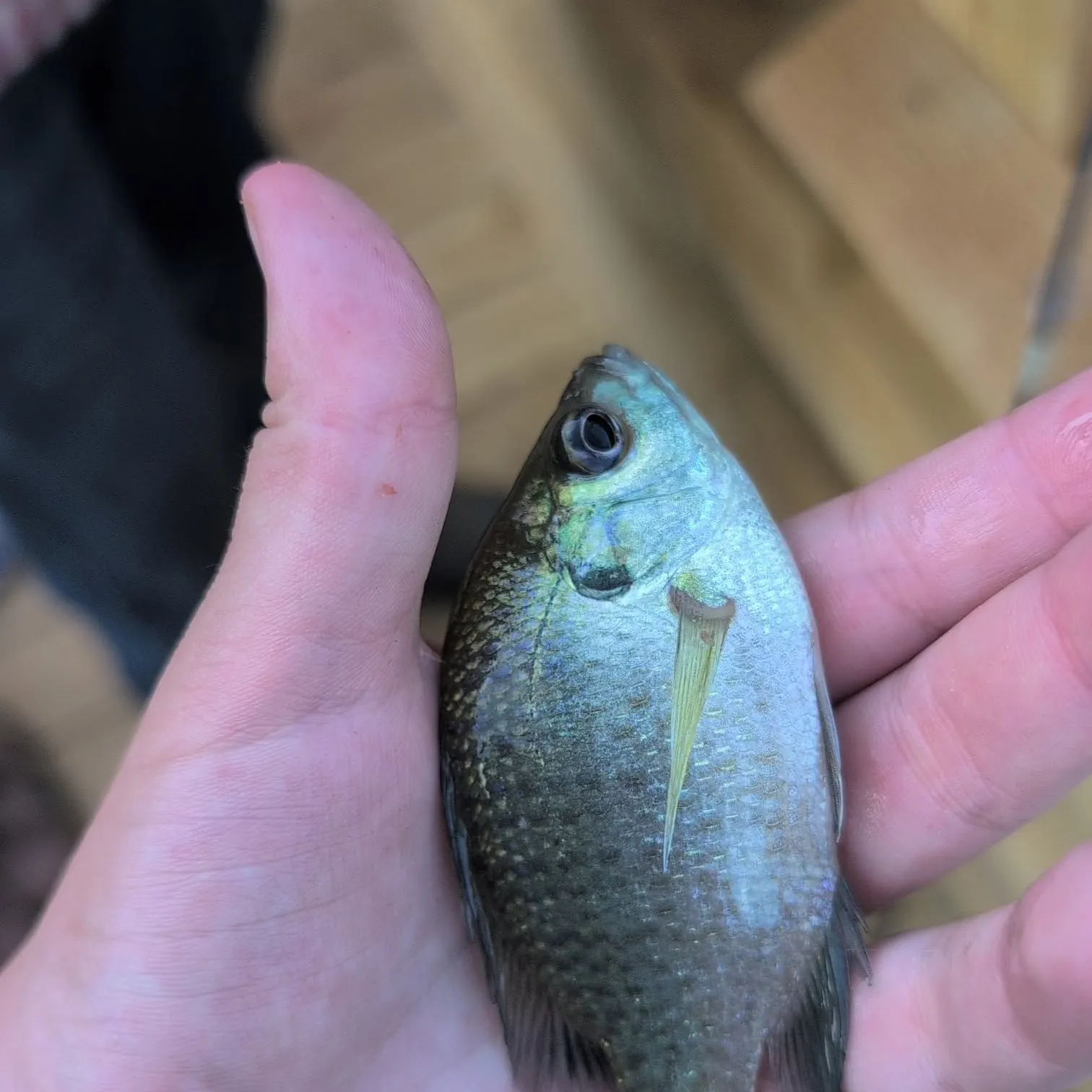 Bluegill caught on Fishbrain