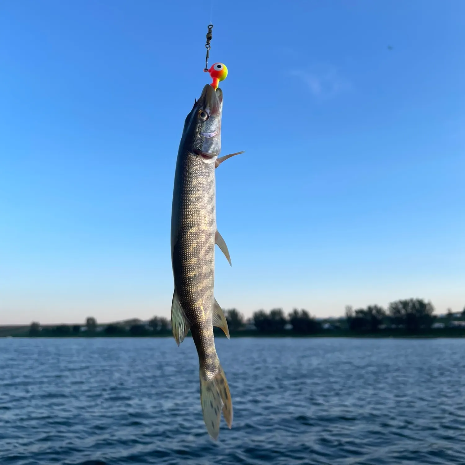 Northern pike caught on Fishbrain
