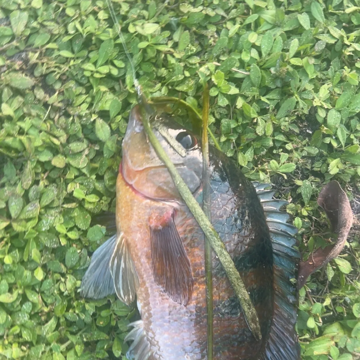 The most recent Mayan cichlid catches on Fishbrain