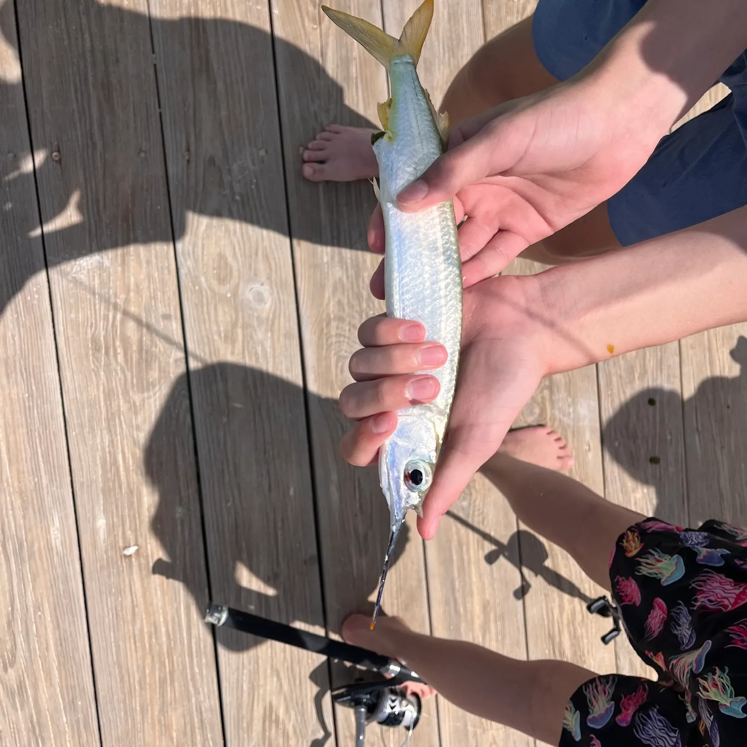 The most recent Balao halfbeak catches on Fishbrain