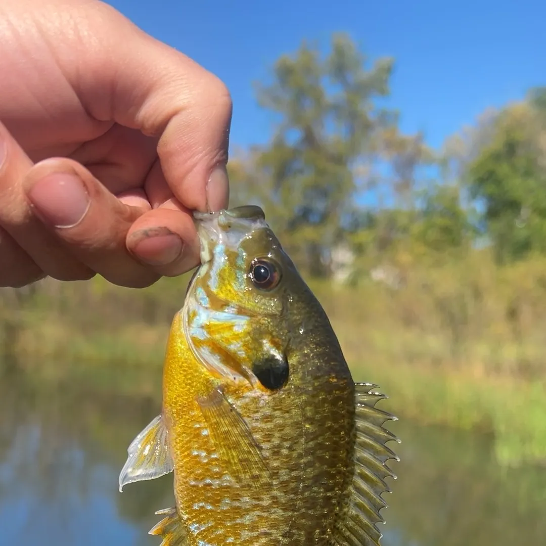 Greengill hybrid caught on Fishbrain