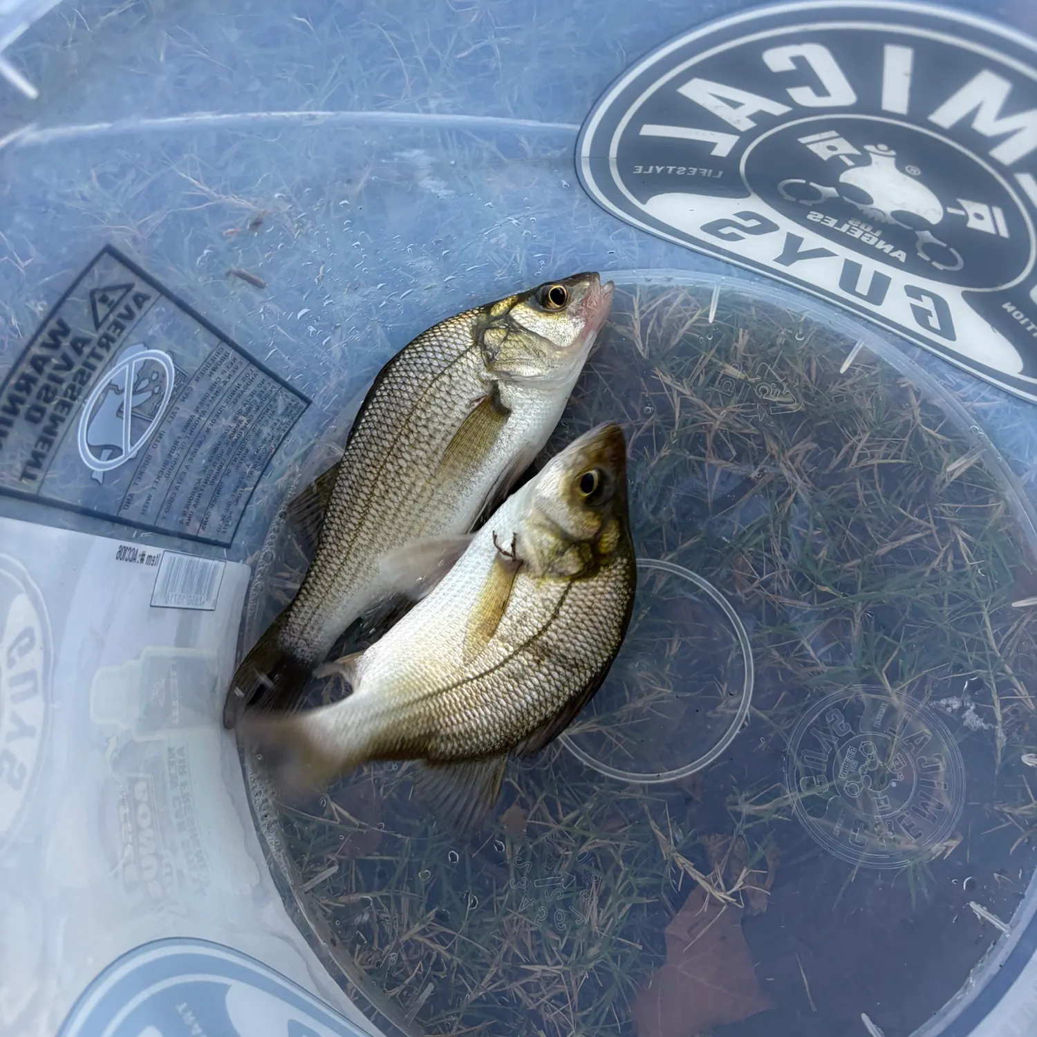 White perch caught on Fishbrain
