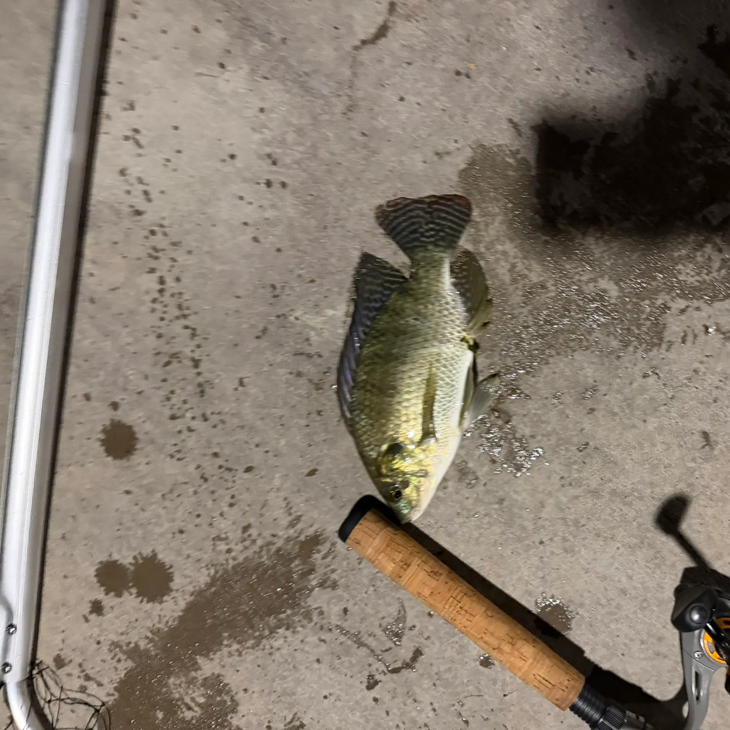 Nile tilapia caught on Fishbrain