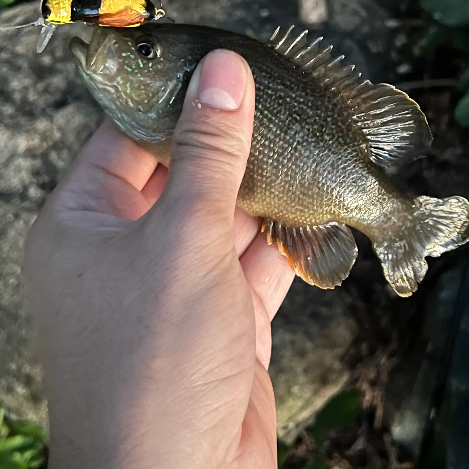 Green sunfish caught on Fishbrain
