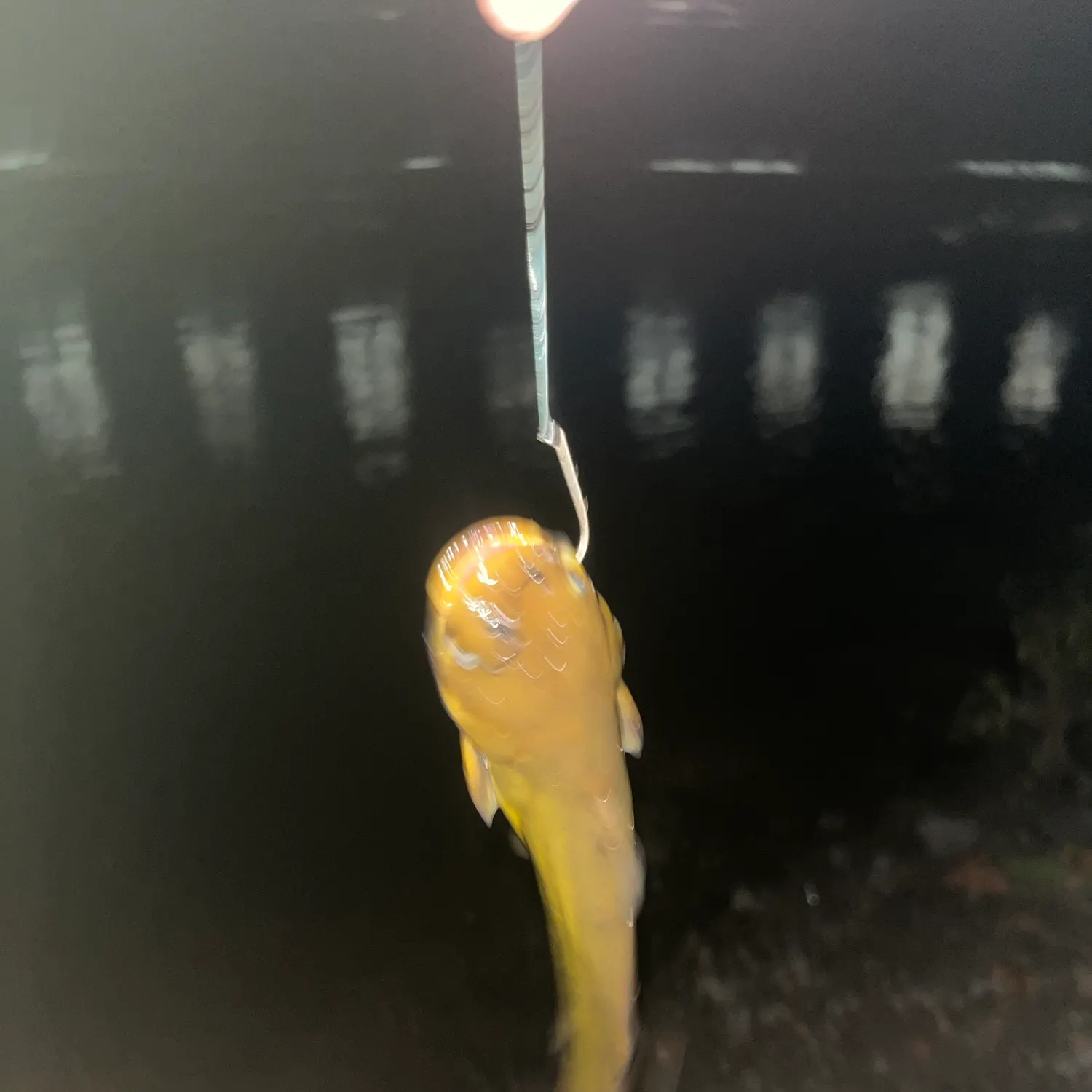 Yellow bullhead caught on Fishbrain