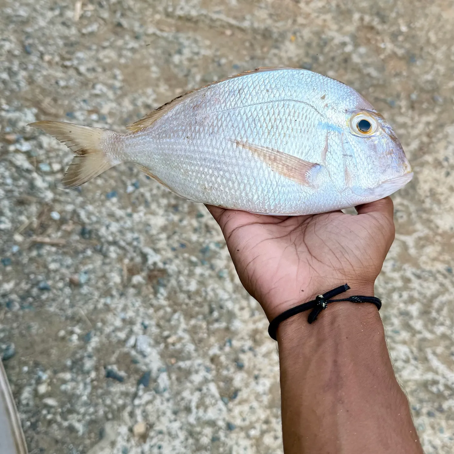 The most recent Littlehead Porgy catches on Fishbrain
