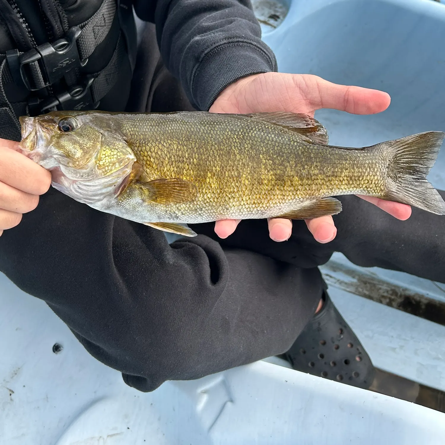 Smallmouth bass caught on Fishbrain