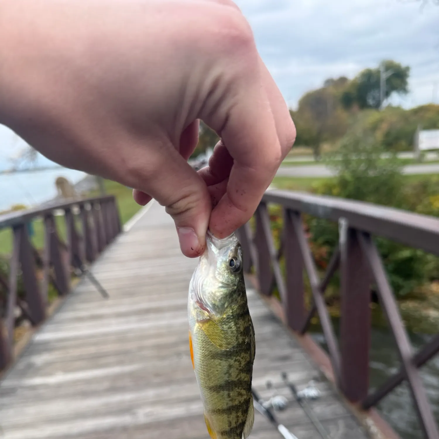 Yellow perch caught on Fishbrain