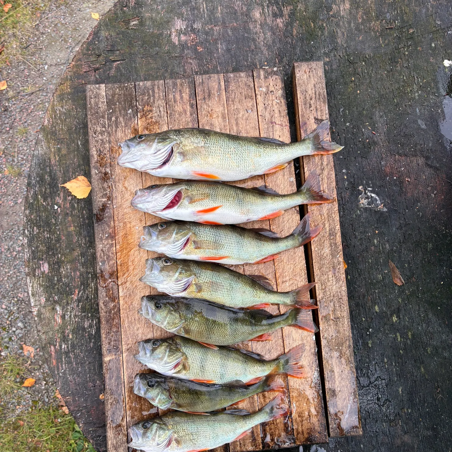 recently logged catches