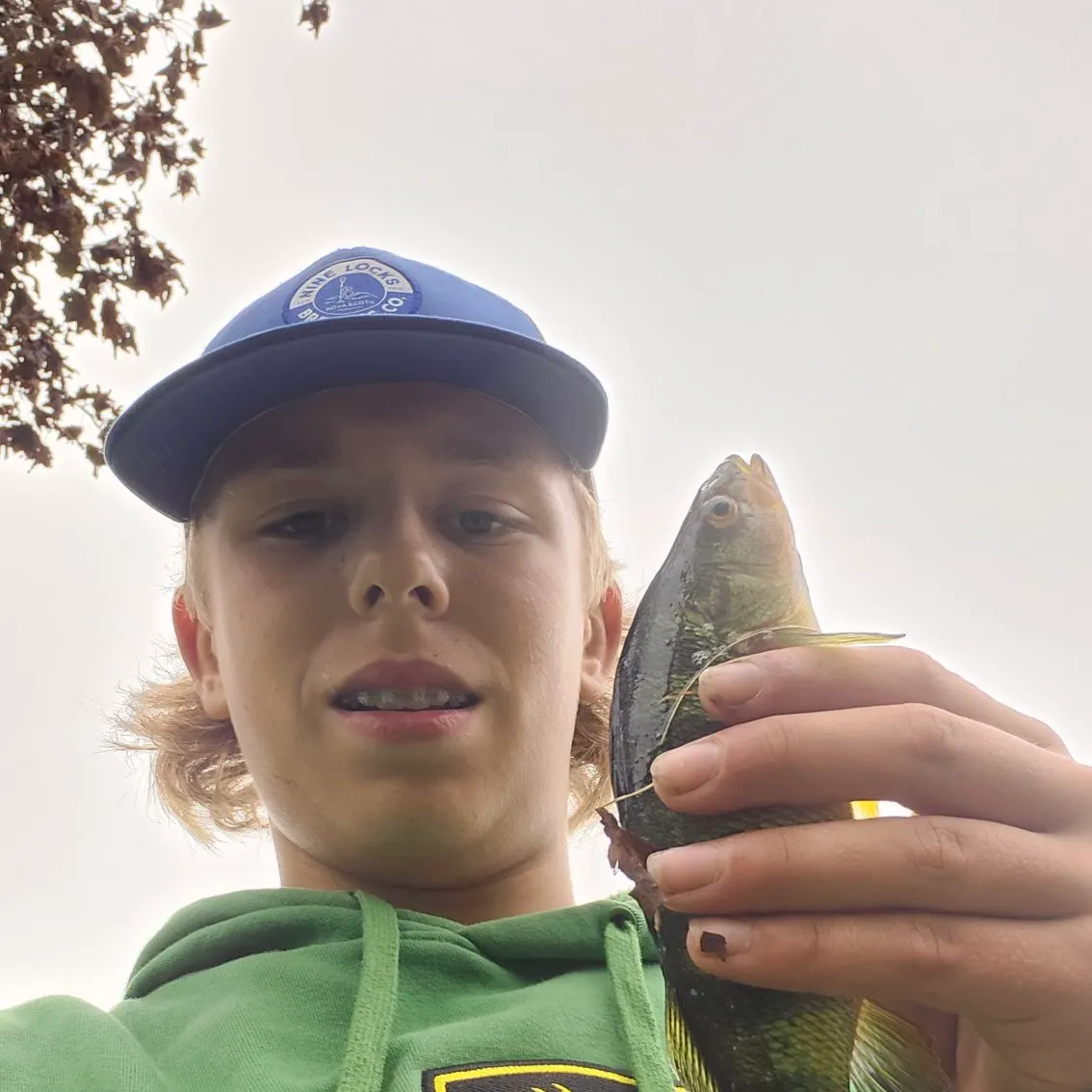 Yellow perch caught on Fishbrain