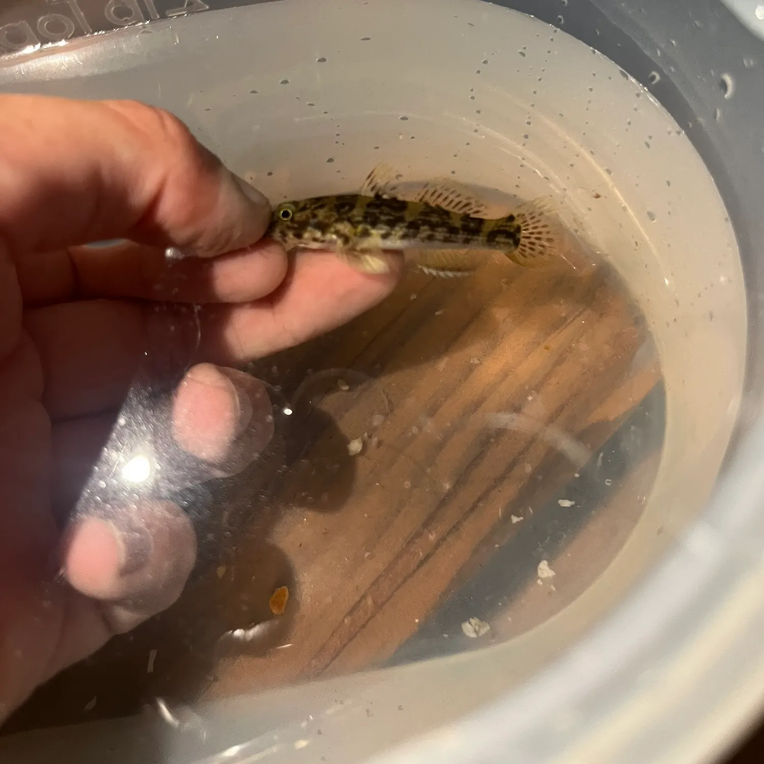 The most recent Frillfin goby catches on Fishbrain