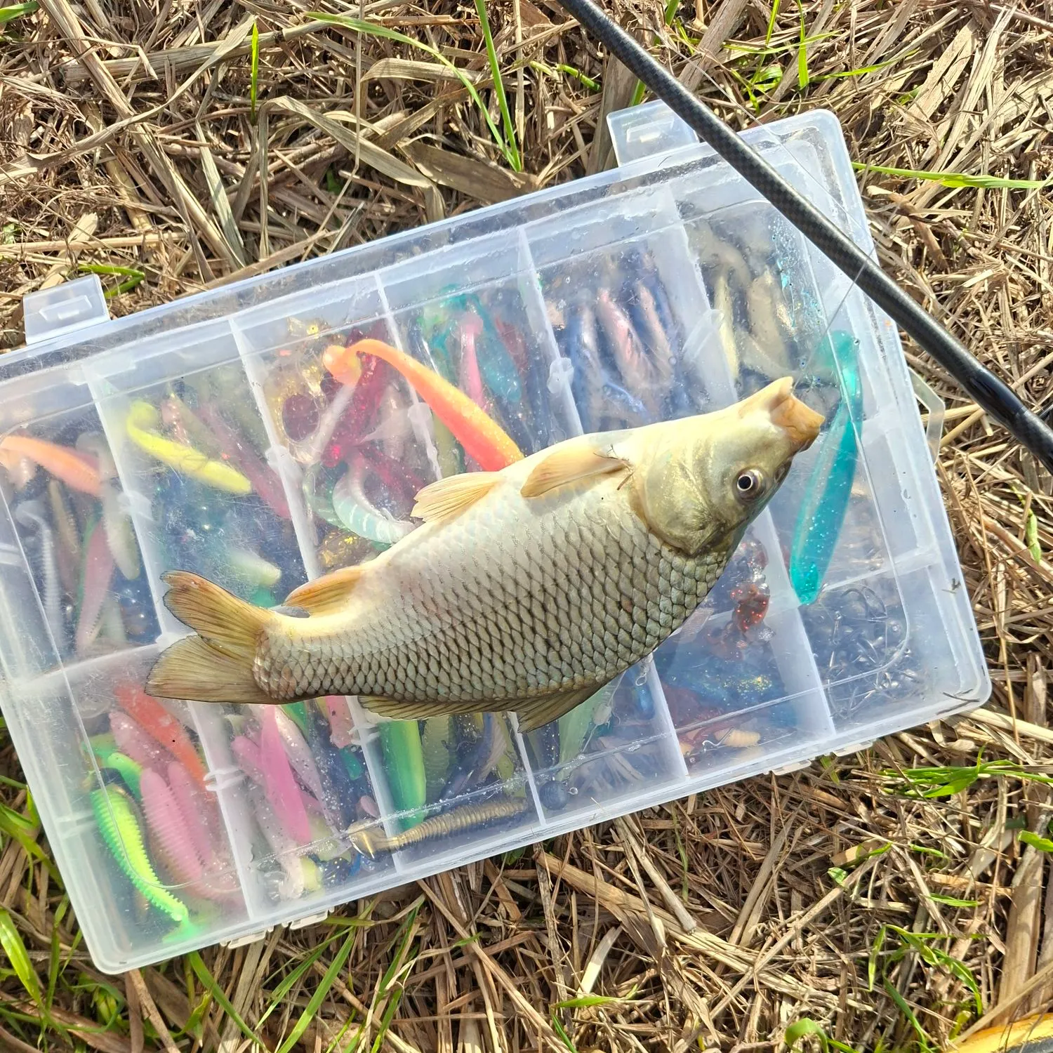 Prussian carp caught on Fishbrain