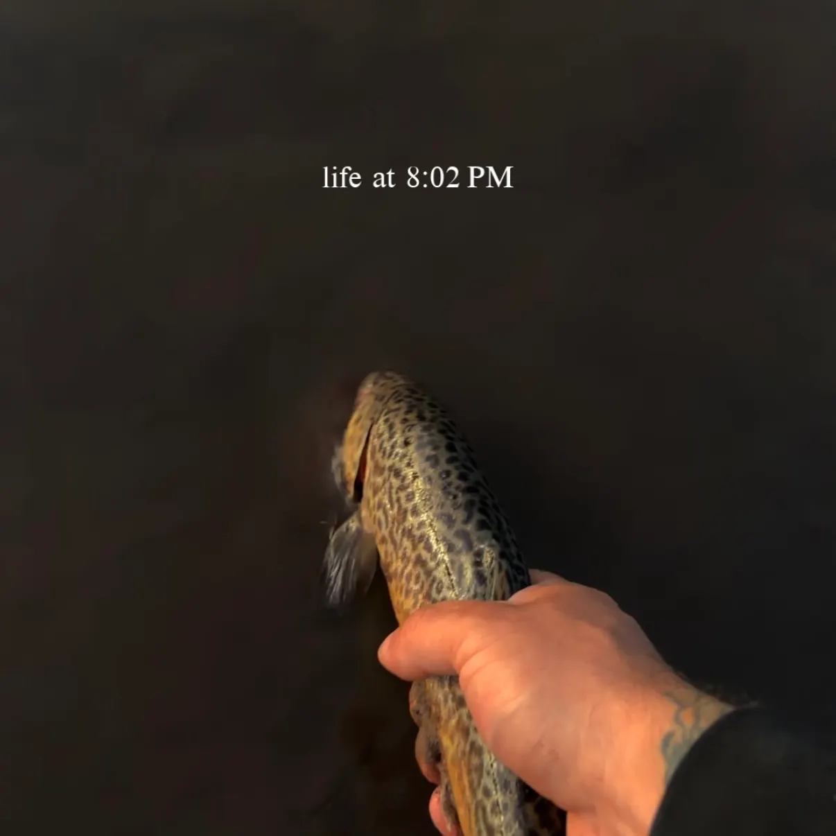 Tiger trout caught on Fishbrain