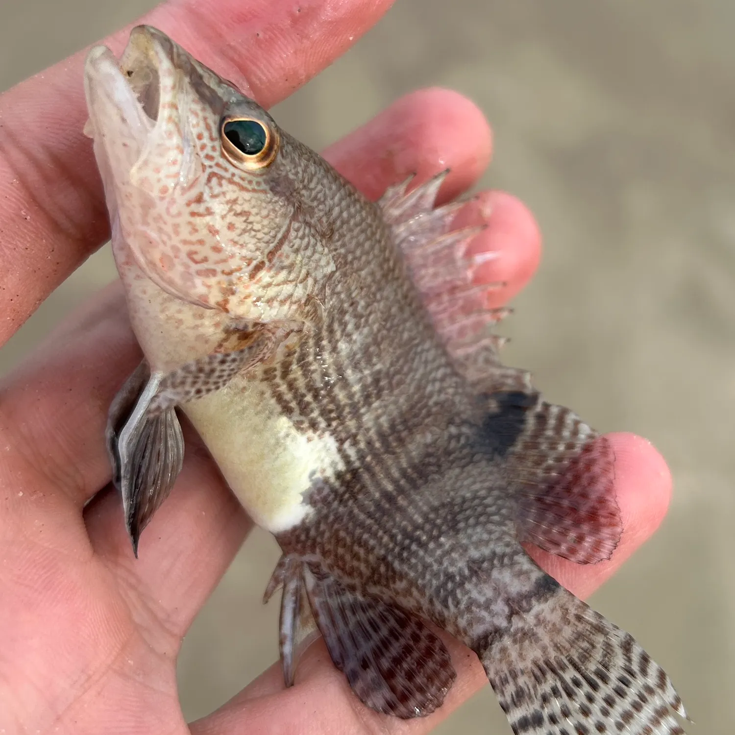 The most recent Belted sandfish catches on Fishbrain