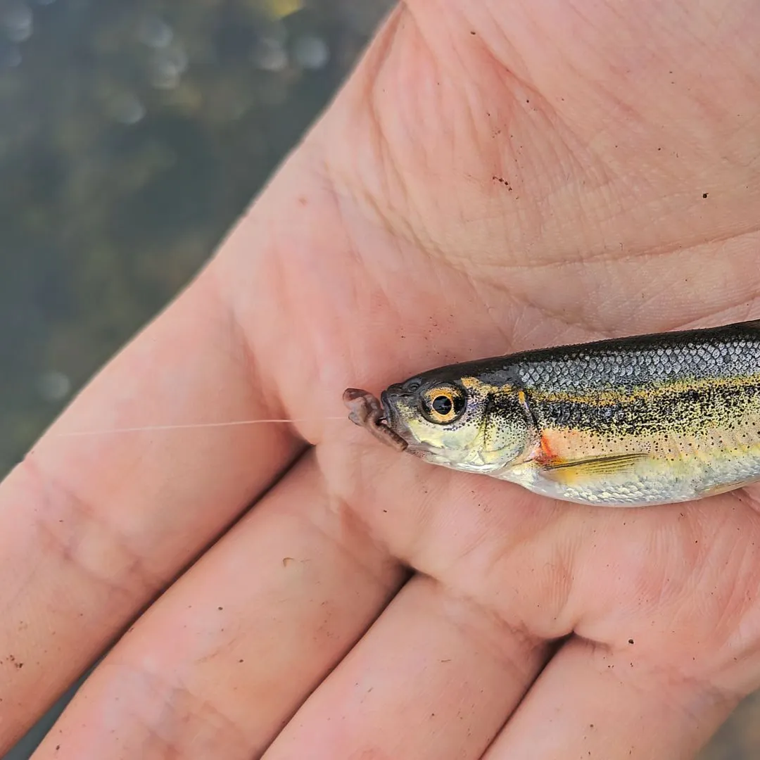 The most recent Redside shiner catches on Fishbrain