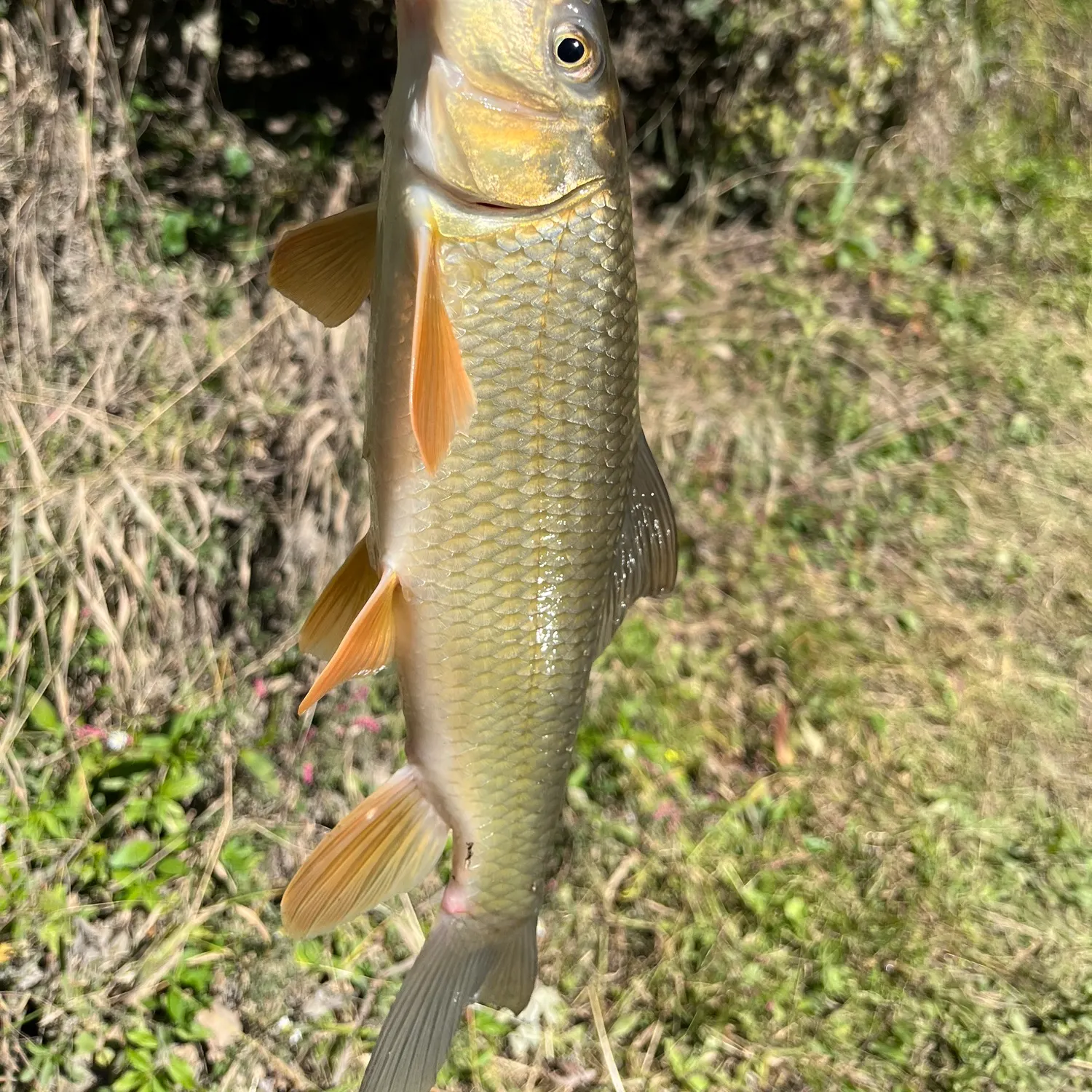 Fish caught on Fishbrain
