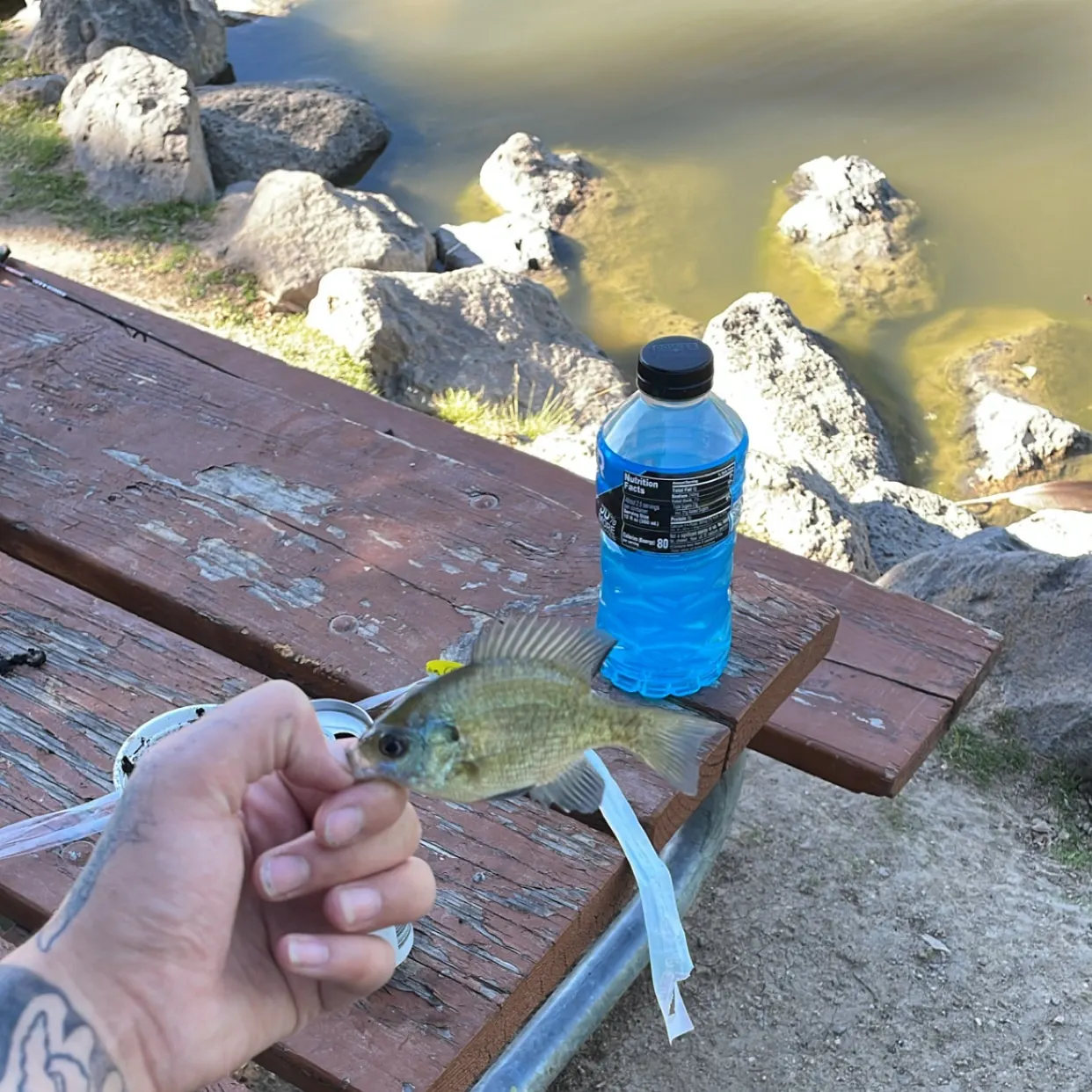 recently logged catches