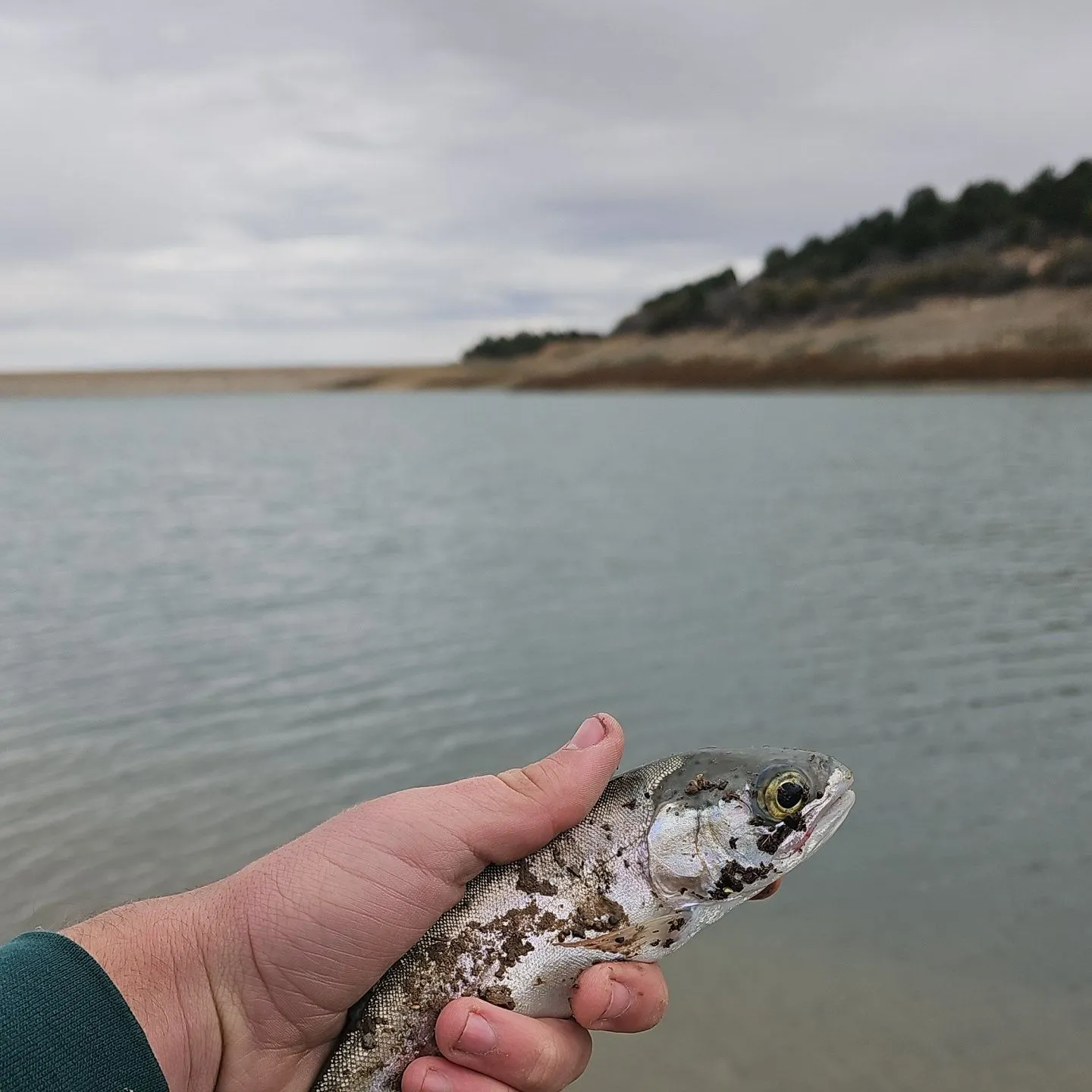 Rainbow trout caught on Fishbrain