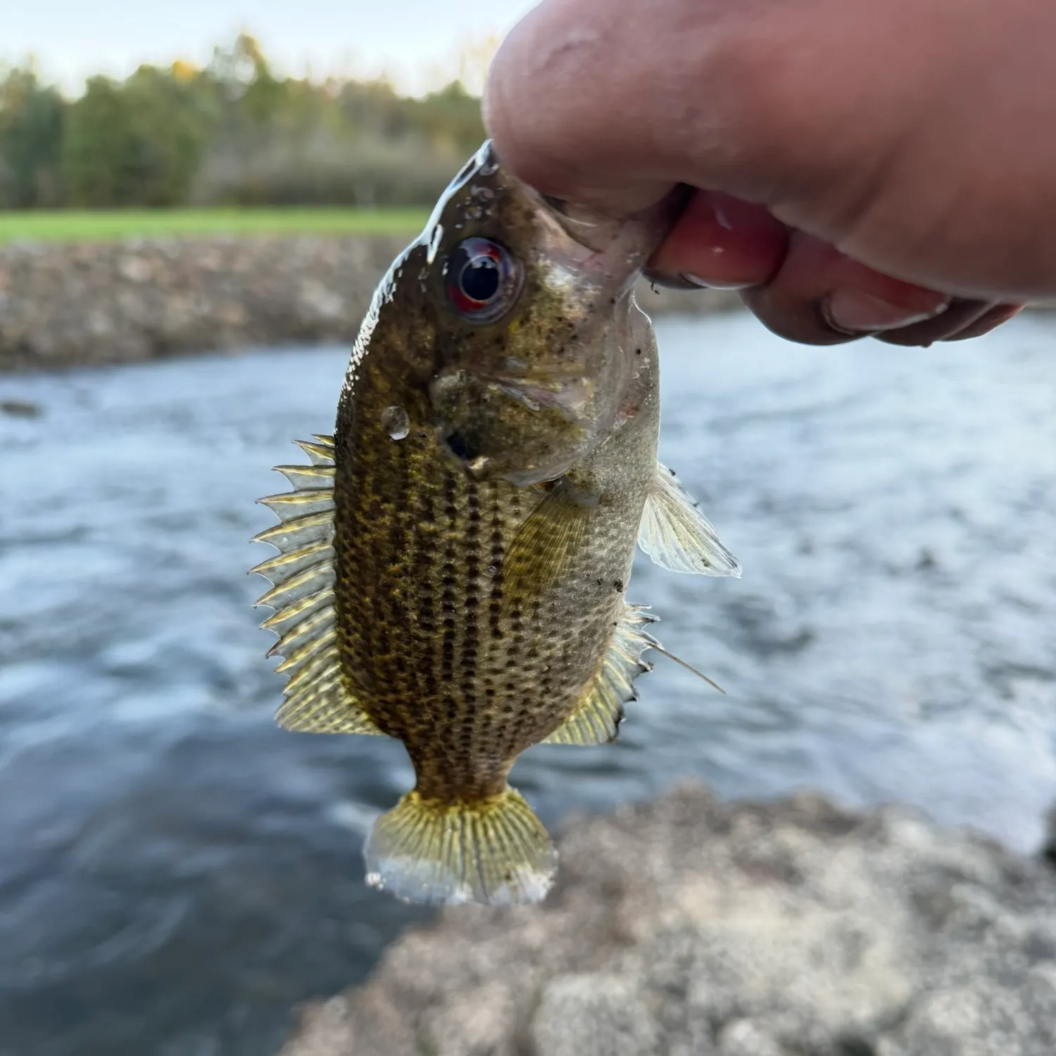 Rock bass caught on Fishbrain