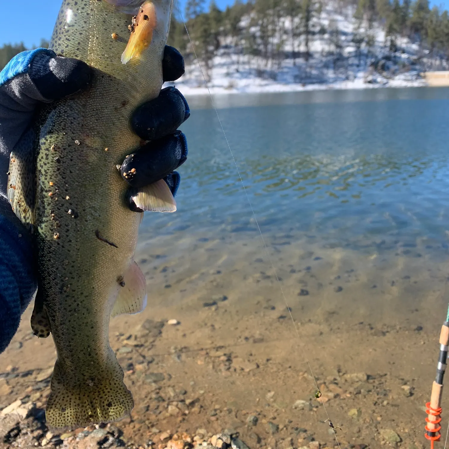The most recent Gila trout catches on Fishbrain