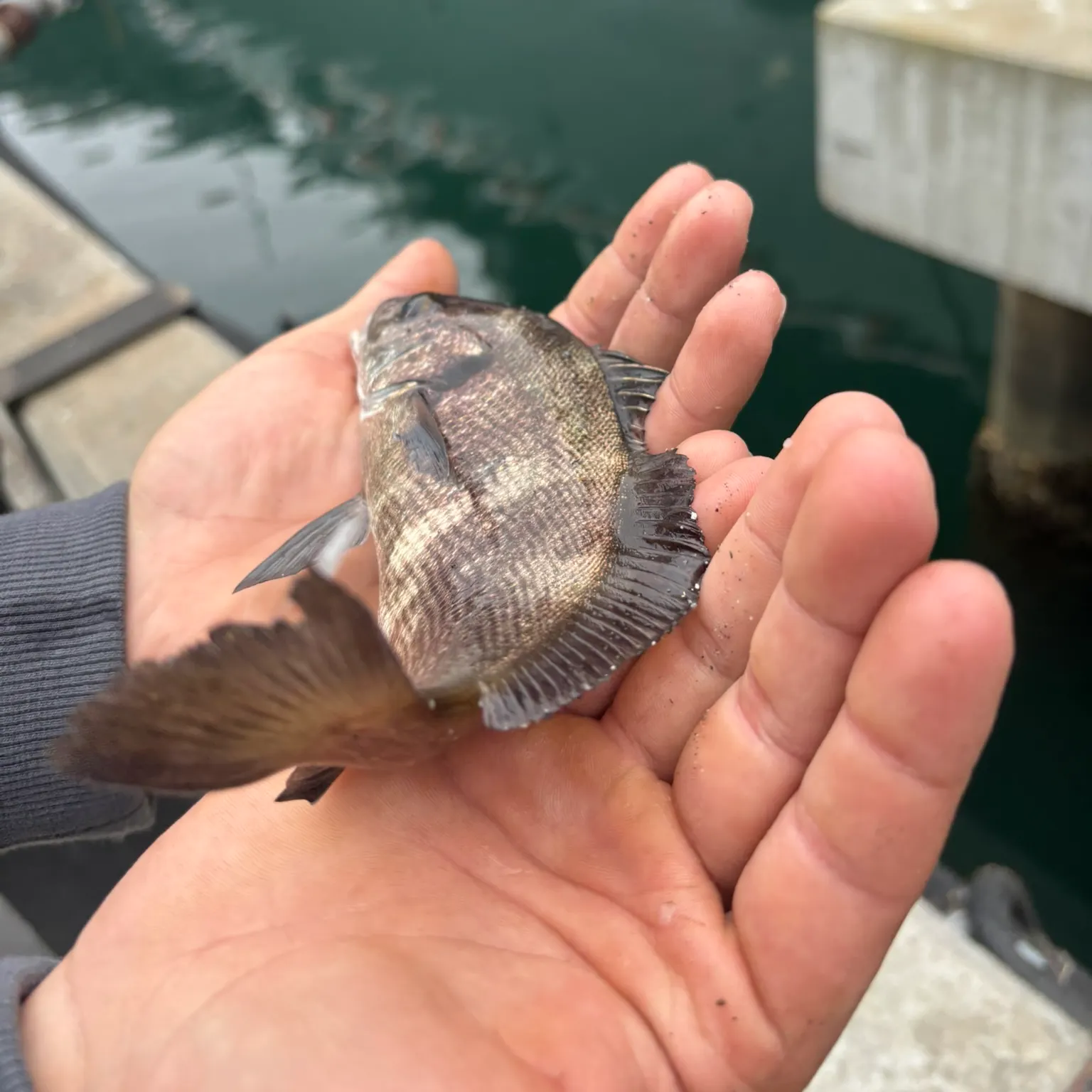 The most recent Black perch catches on Fishbrain