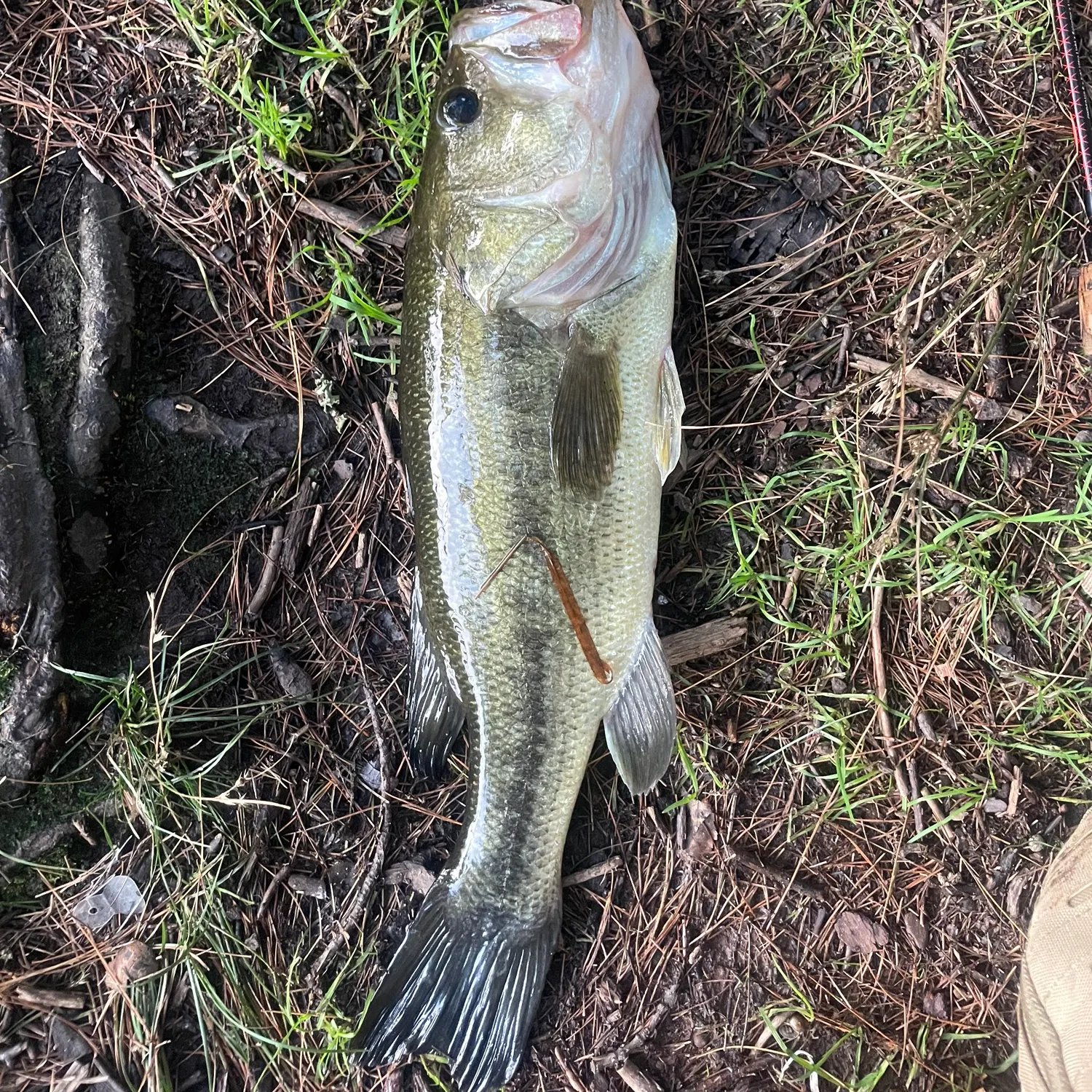 Largemouth bass caught on Fishbrain
