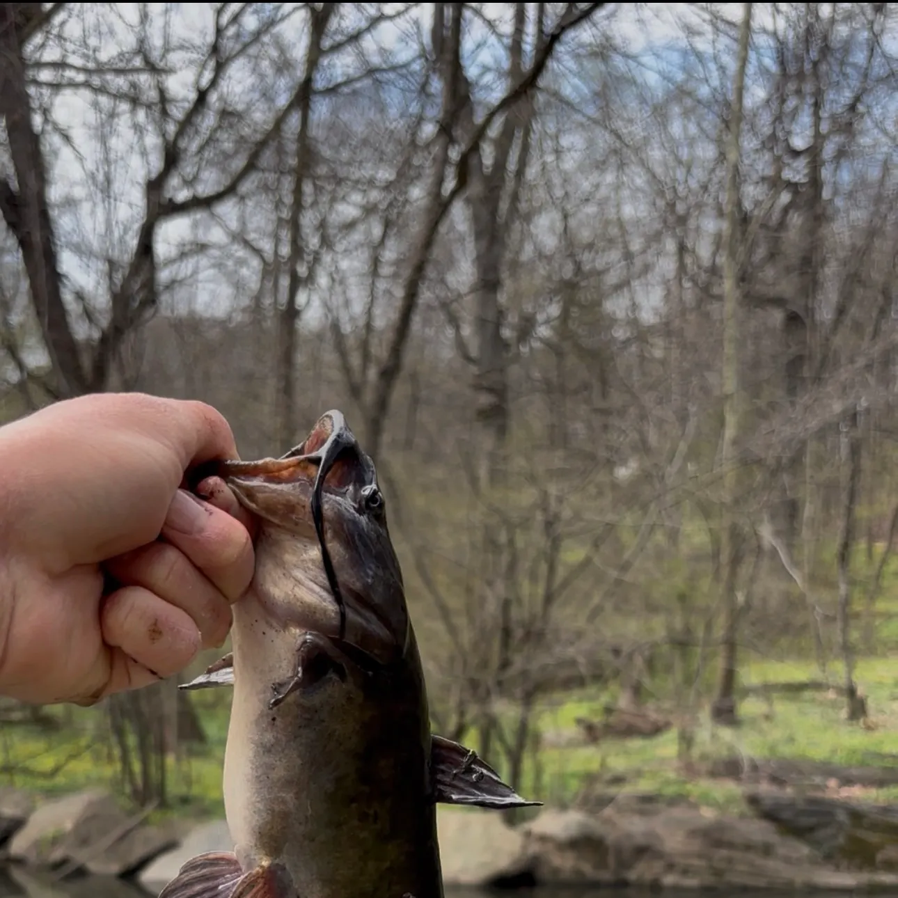 The most recent Black bullhead catches on Fishbrain