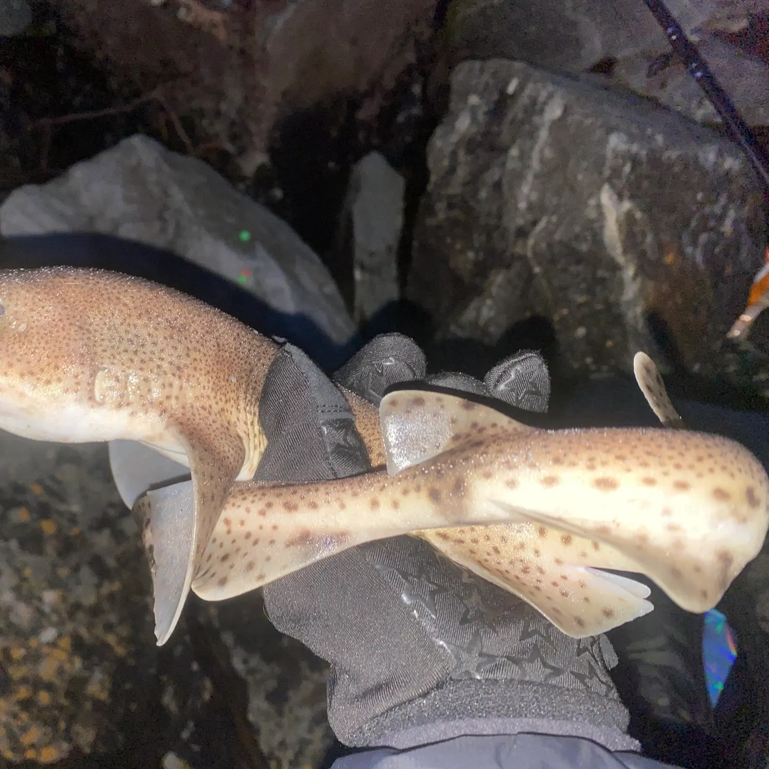 The most recent Lesser spotted dogfish catches on Fishbrain