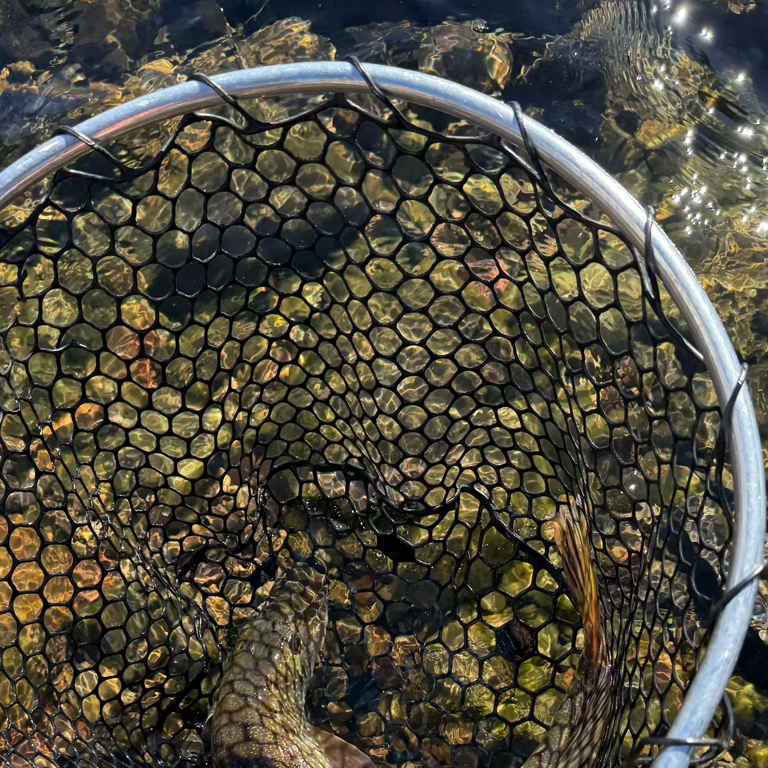 Northern pike caught on Fishbrain