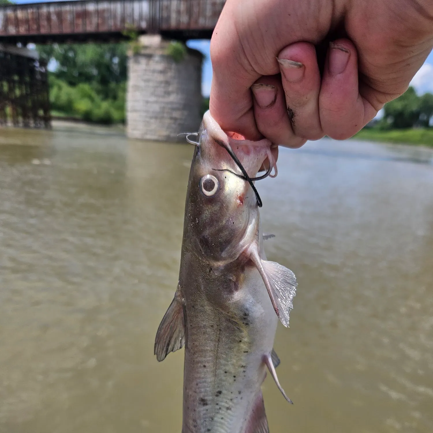 angler catch