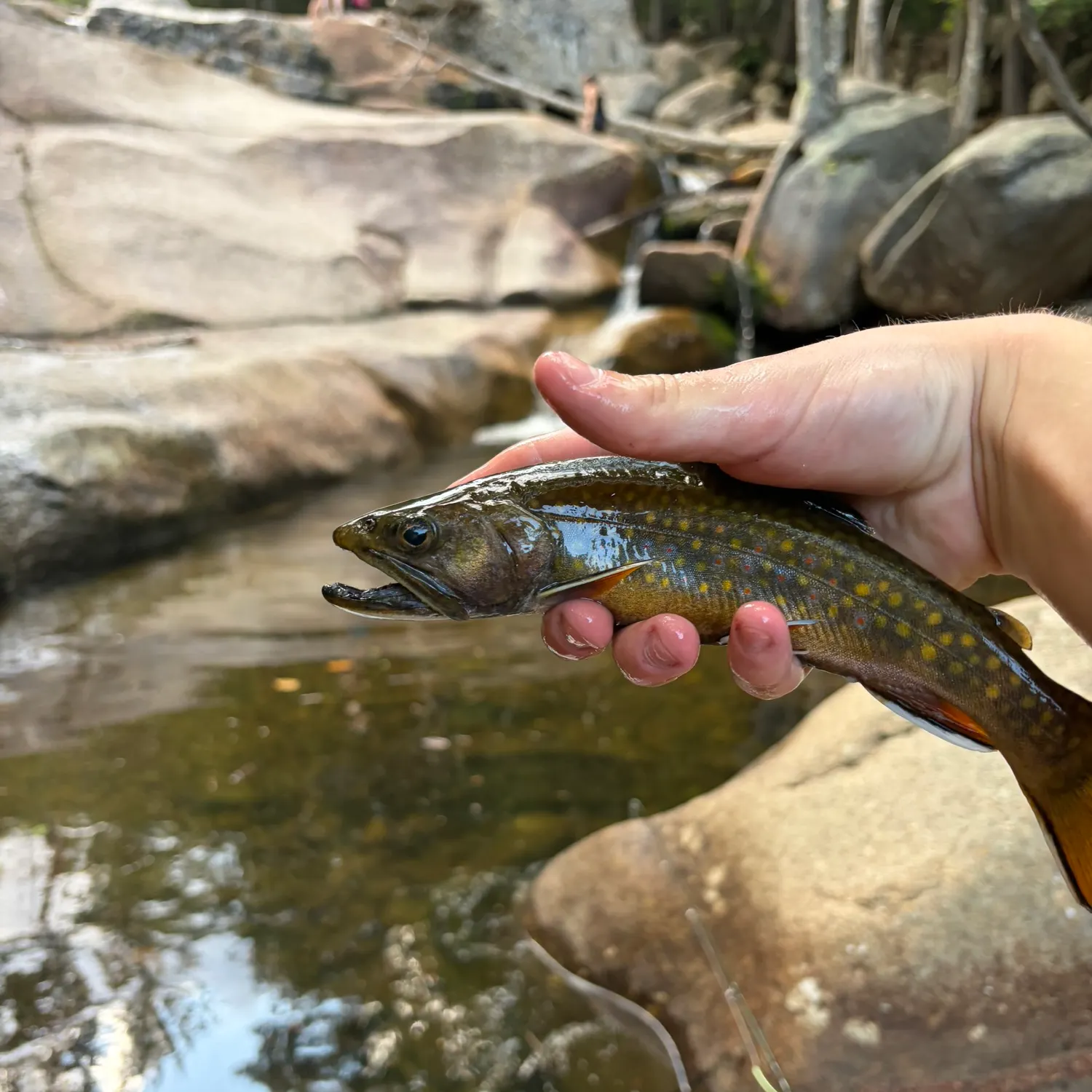 Brook trout caught on Fishbrain