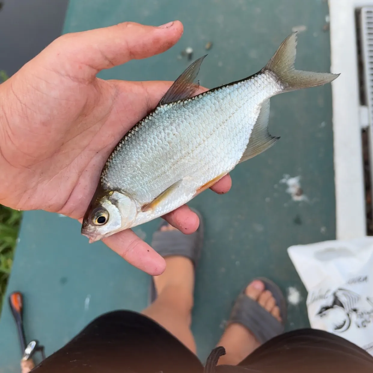 The most recent White bream catches on Fishbrain
