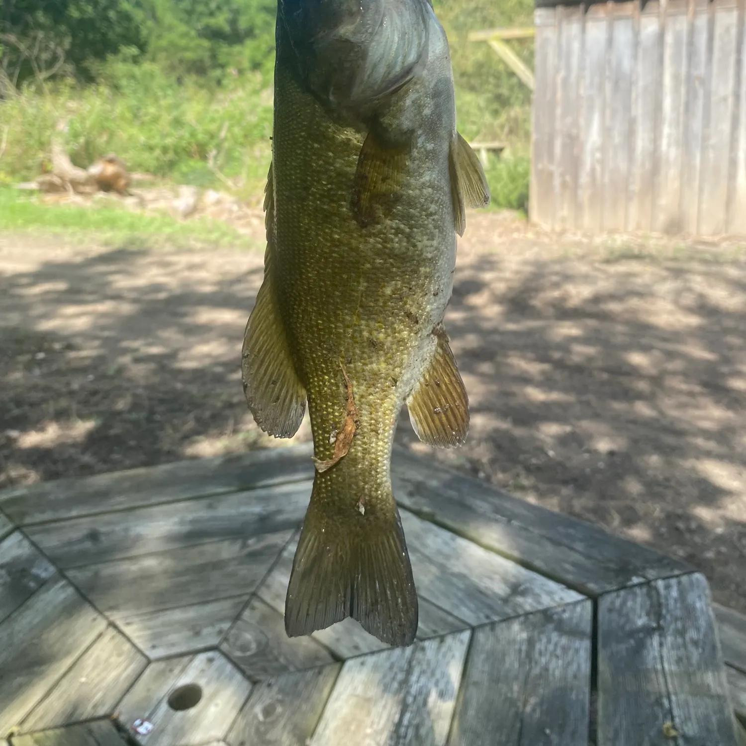 Smallmouth bass caught on Fishbrain