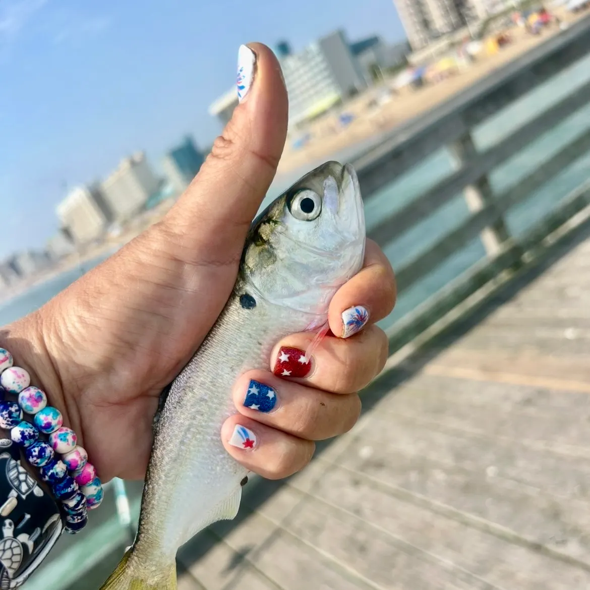The most recent Atlantic menhaden catches on Fishbrain